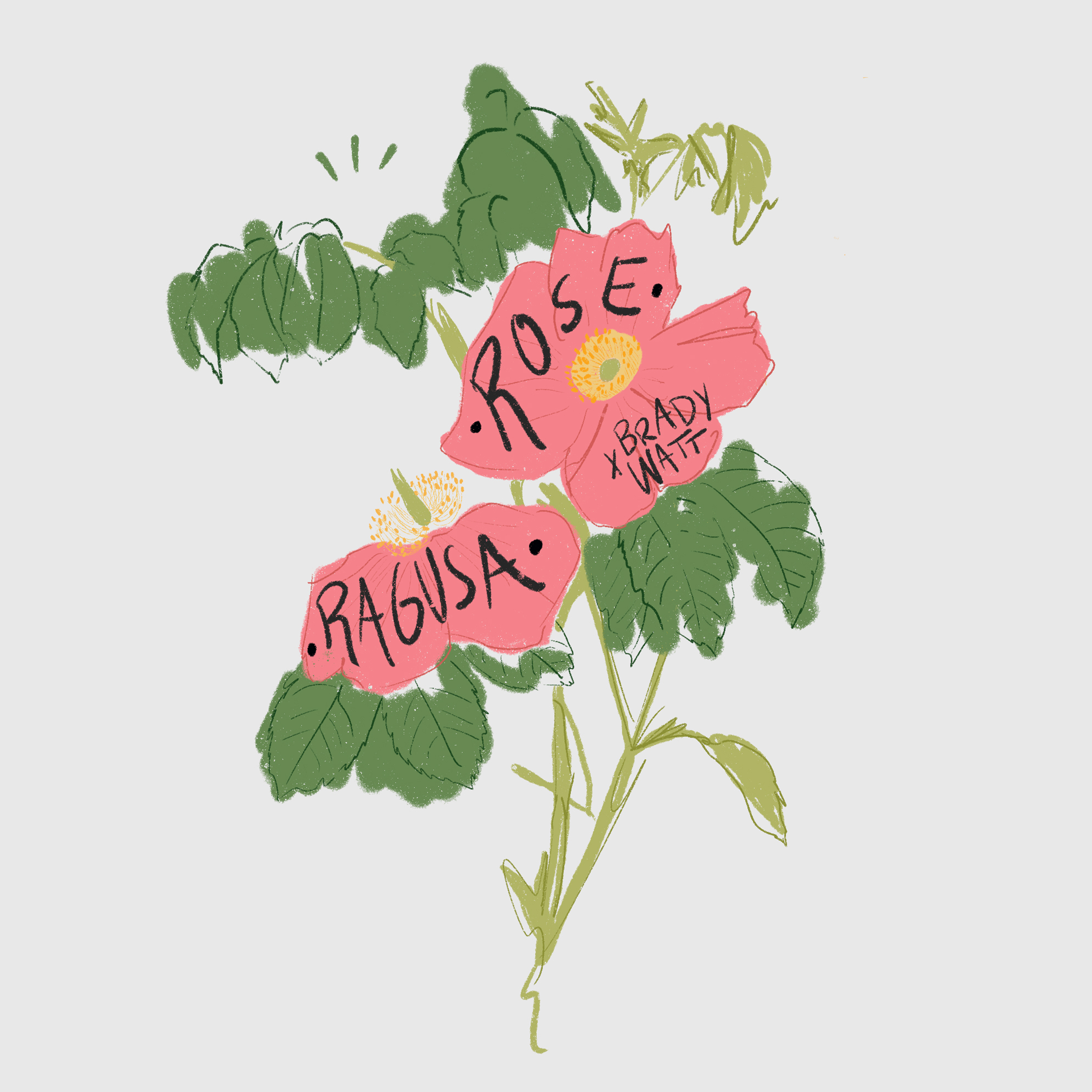 Ragusa Rose Album